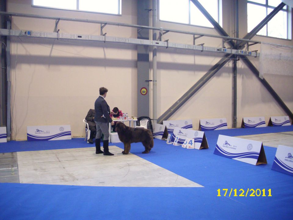 CACIB Celje, 17.12.2011 - foto povečava