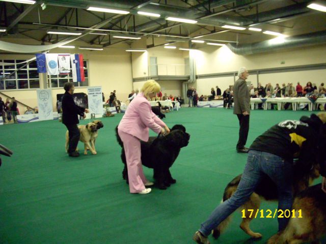 CACIB Celje, 17.12.2011 - foto