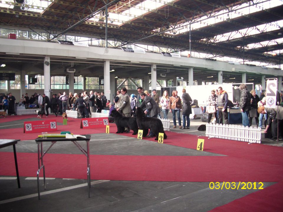 CACIB Zagreb 03. - 04. 03. 2012 - foto povečava