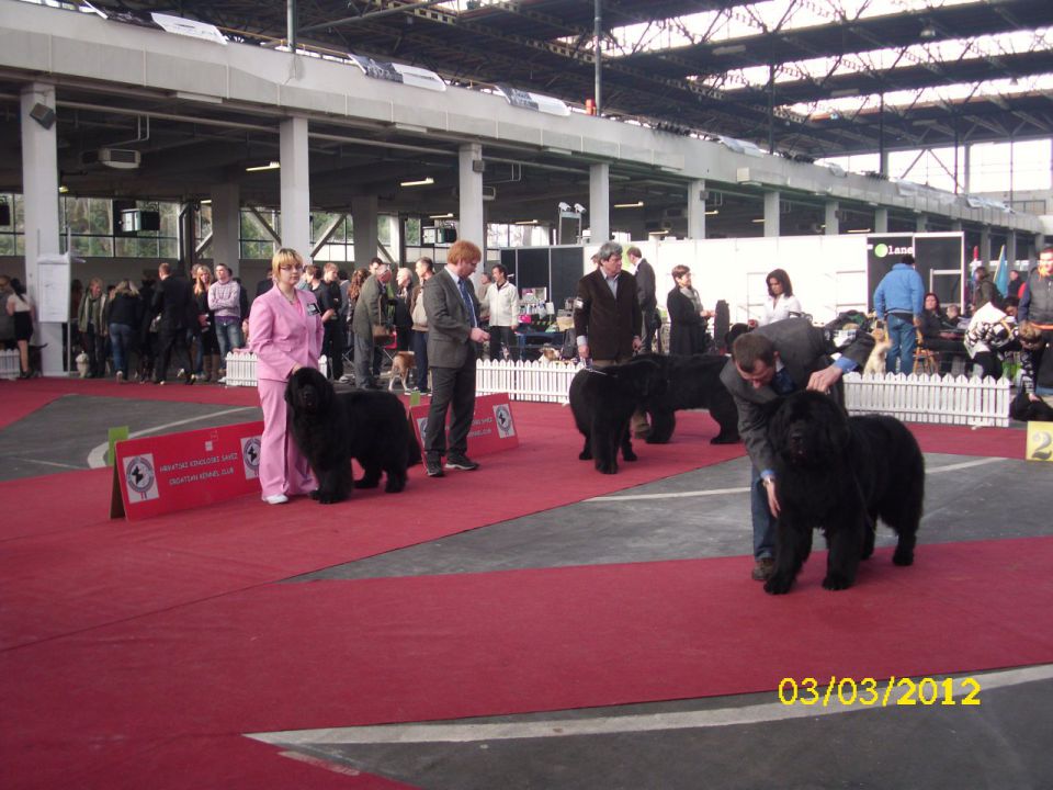 CACIB Zagreb 03. - 04. 03. 2012 - foto povečava