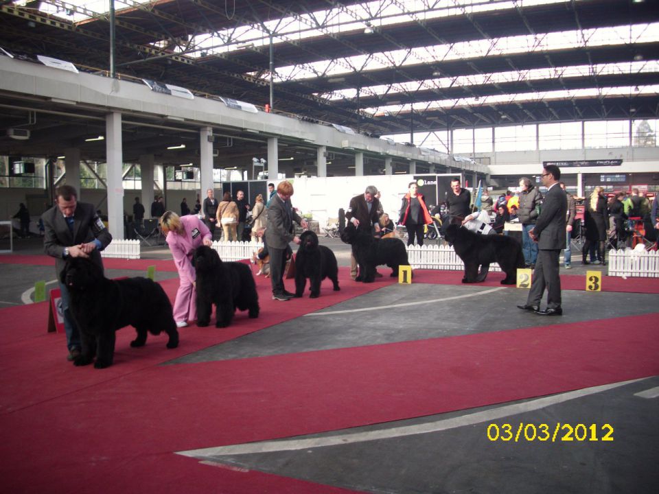 CACIB Zagreb 03. - 04. 03. 2012 - foto povečava