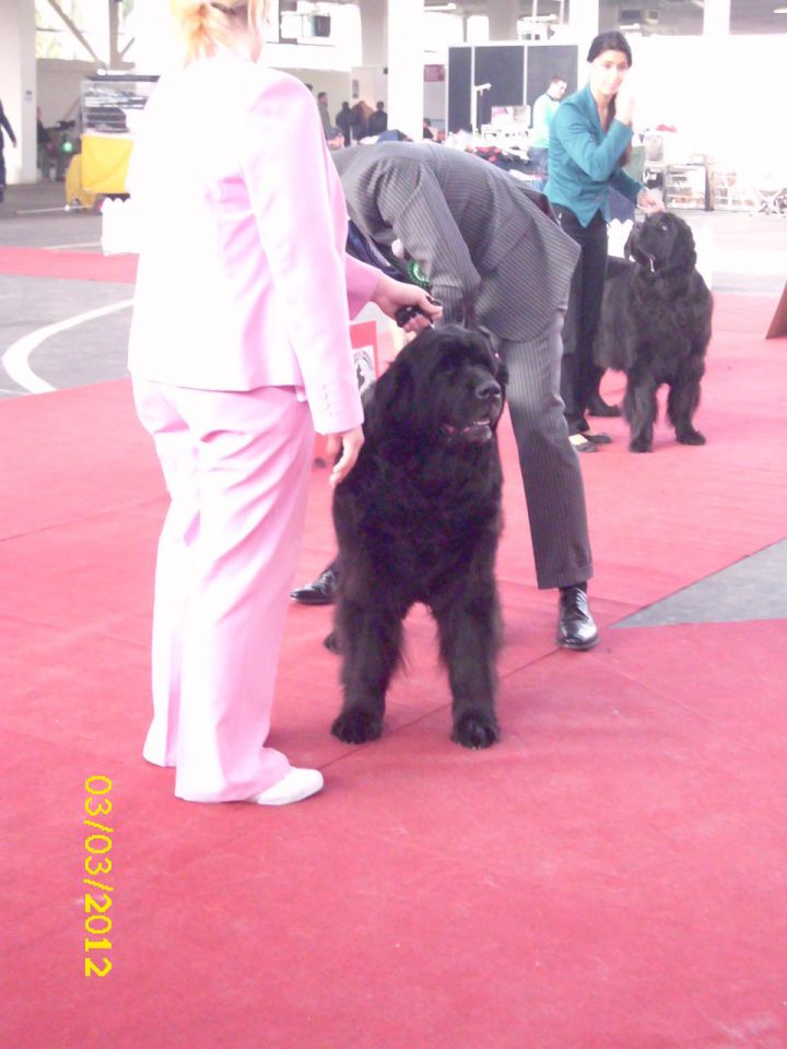 CACIB Zagreb 03. - 04. 03. 2012 - foto povečava