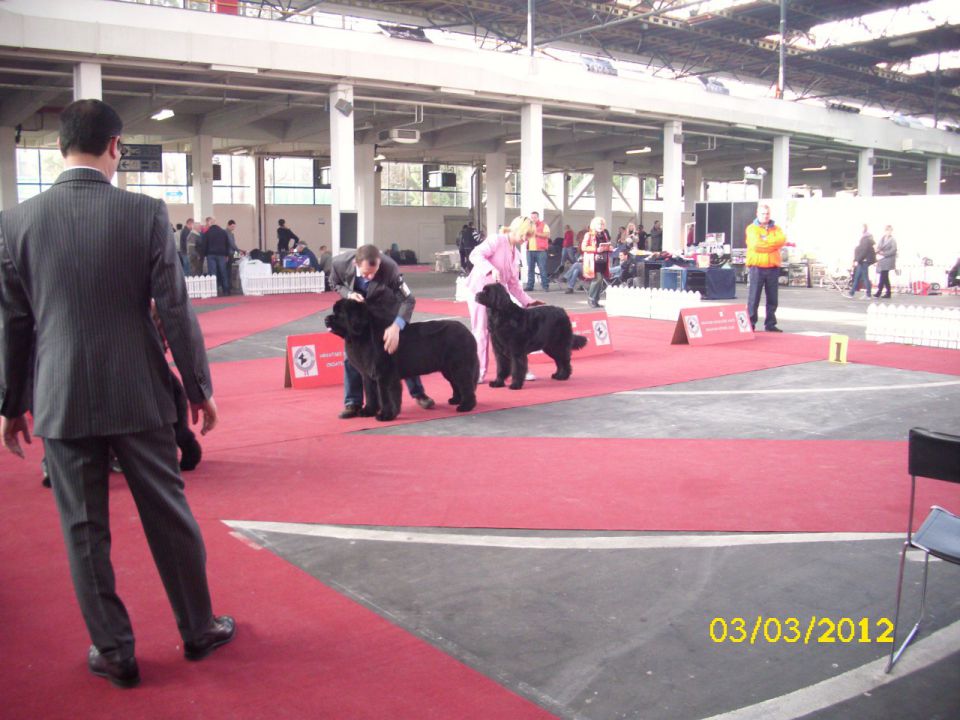 CACIB Zagreb 03. - 04. 03. 2012 - foto povečava