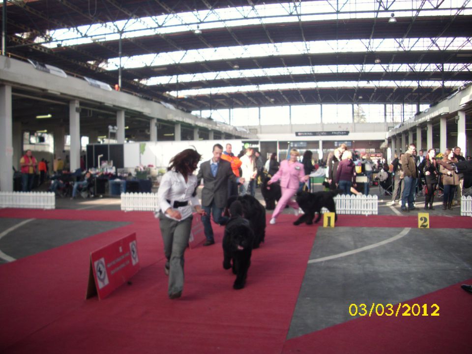 CACIB Zagreb 03. - 04. 03. 2012 - foto povečava