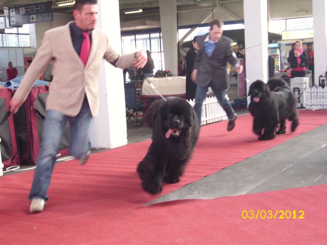 CACIB Zagreb 03. - 04. 03. 2012 - foto