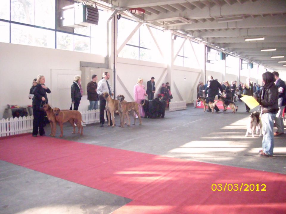 CACIB Zagreb 03. - 04. 03. 2012 - foto povečava