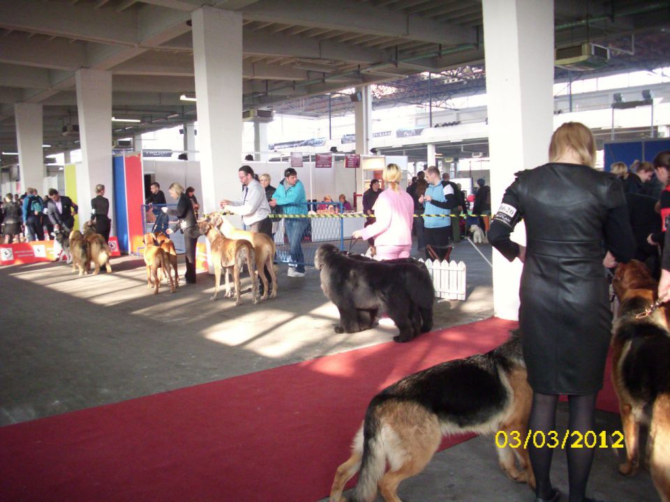 CACIB Zagreb 03. - 04. 03. 2012 - foto povečava