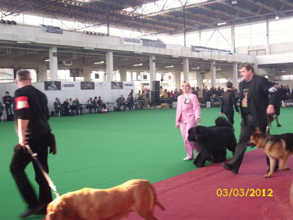 CACIB Zagreb 03. - 04. 03. 2012 - foto povečava