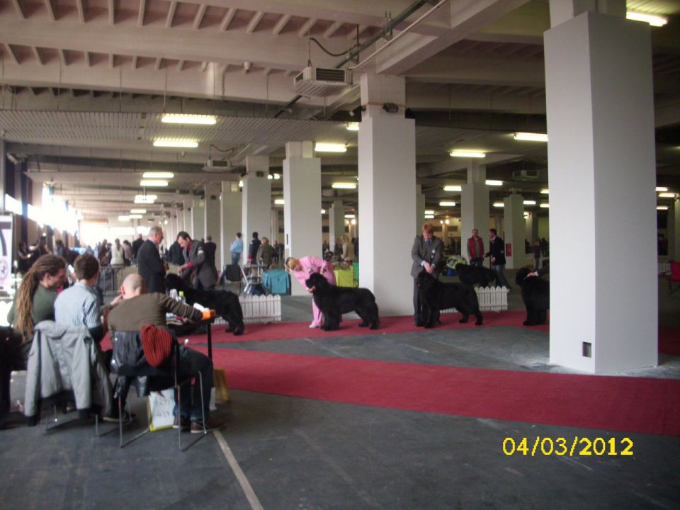 CACIB Zagreb 03. - 04. 03. 2012 - foto povečava