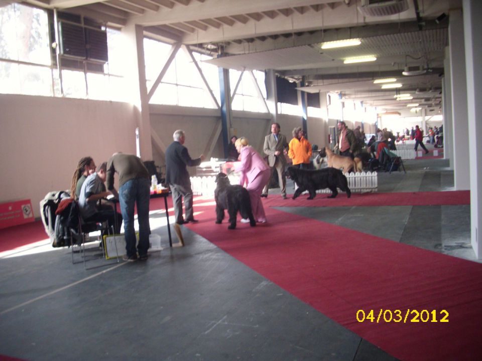 CACIB Zagreb 03. - 04. 03. 2012 - foto povečava