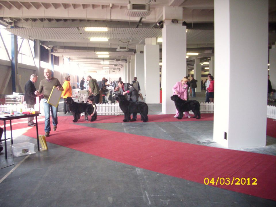 CACIB Zagreb 03. - 04. 03. 2012 - foto povečava