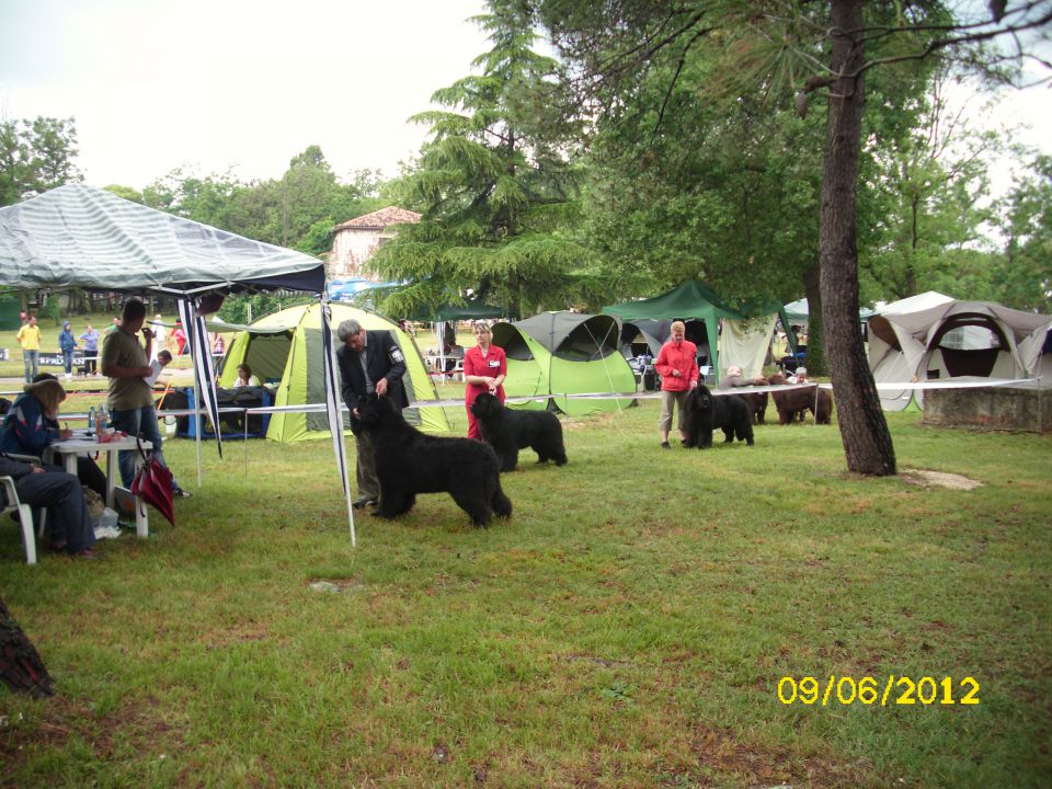 CACIB Umag, 09.06.2012 - foto povečava