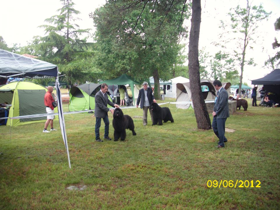 CACIB Umag, 09.06.2012 - foto povečava