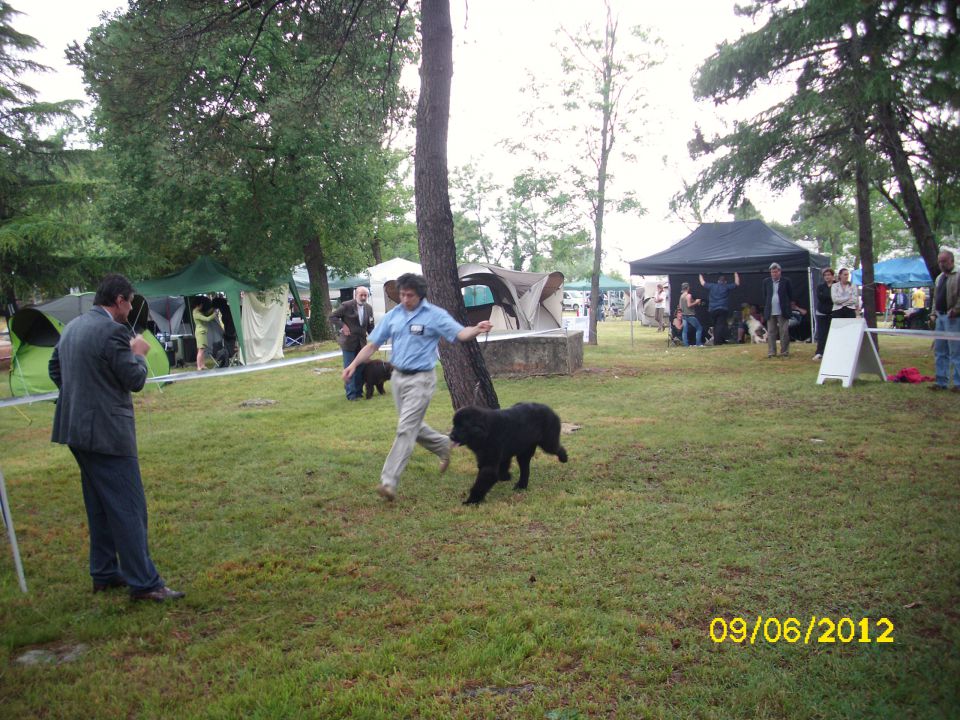 CACIB Umag, 09.06.2012 - foto povečava