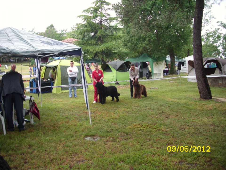 CACIB Umag, 09.06.2012 - foto povečava