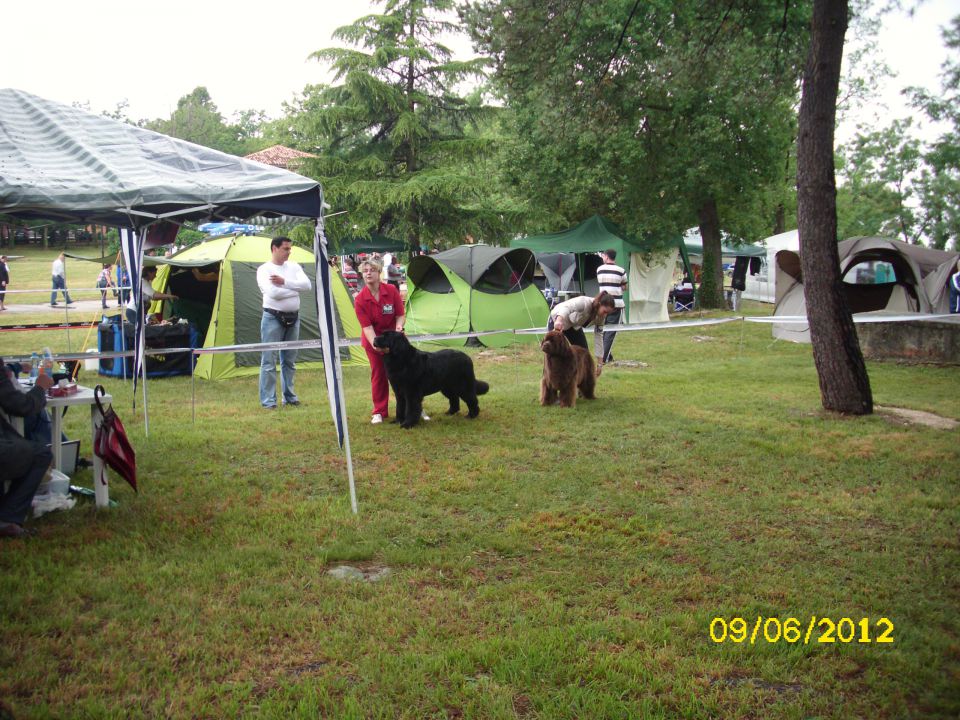 CACIB Umag, 09.06.2012 - foto povečava