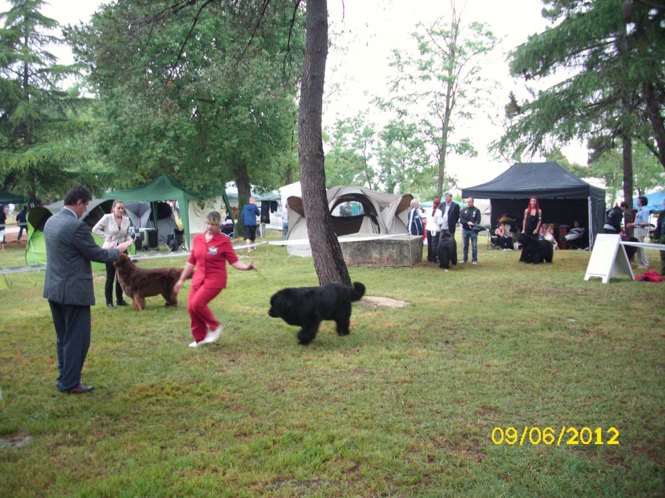 CACIB Umag, 09.06.2012 - foto povečava