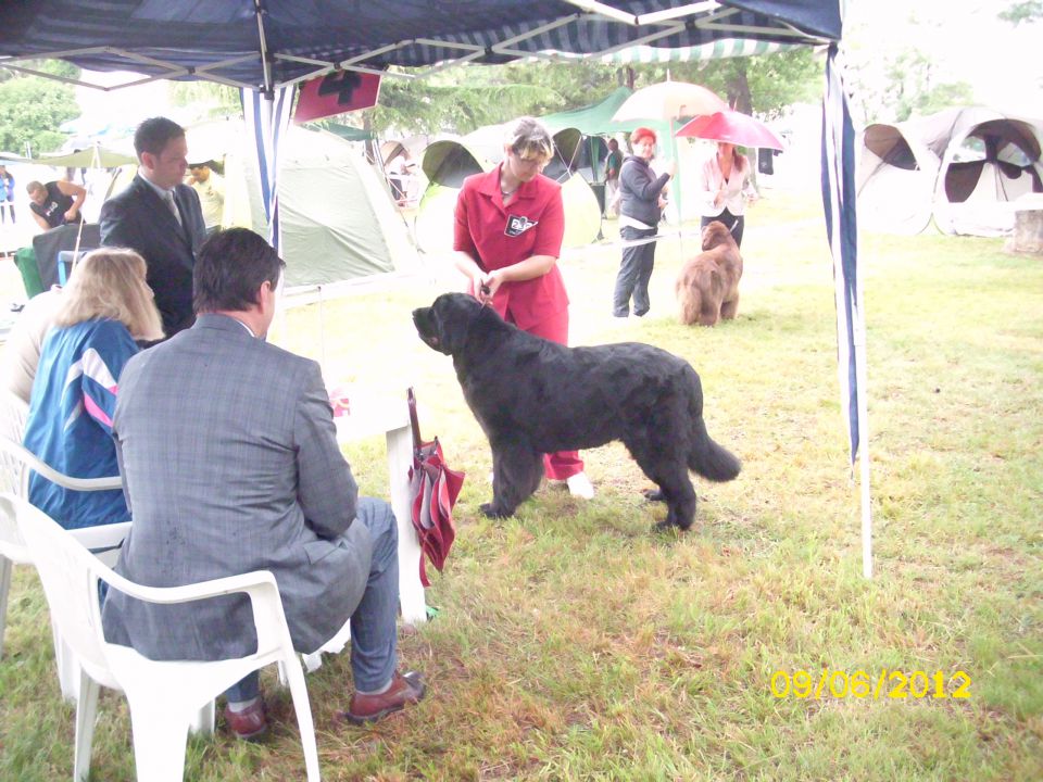 CACIB Umag, 09.06.2012 - foto povečava