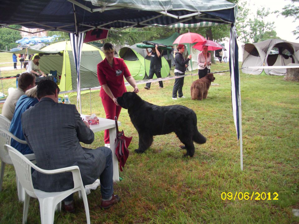 CACIB Umag, 09.06.2012 - foto povečava