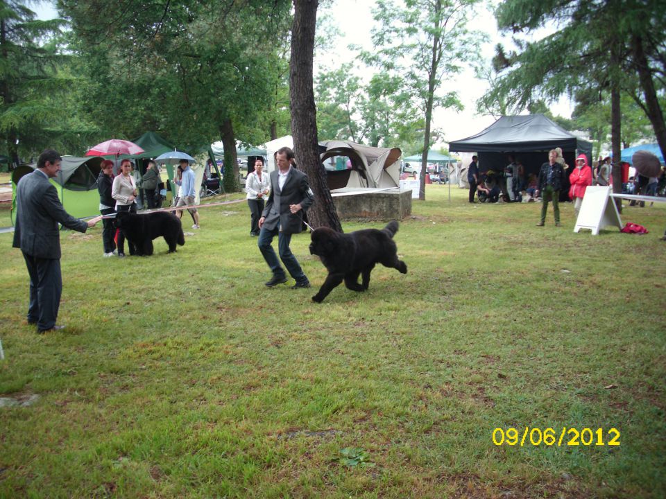 CACIB Umag, 09.06.2012 - foto povečava