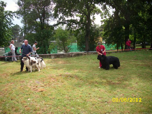 CACIB Umag, 09.06.2012 - foto