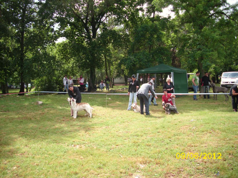 CACIB Umag, 09.06.2012 - foto povečava