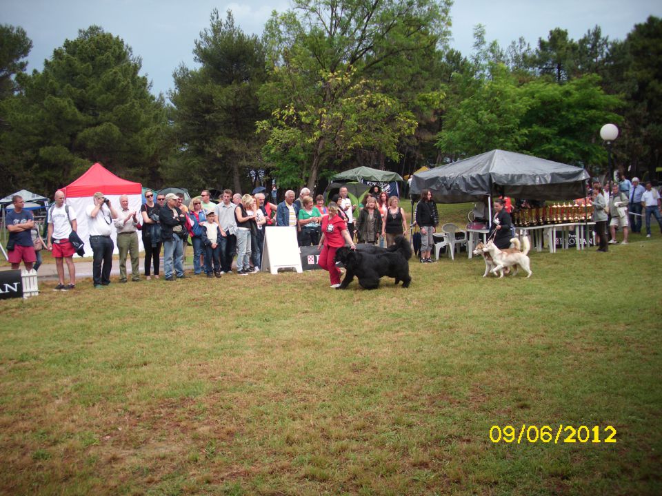 CACIB Umag, 09.06.2012 - foto povečava