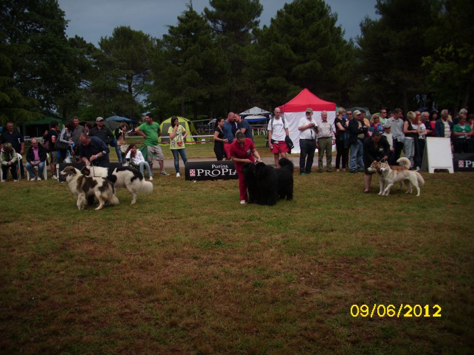 CACIB Umag, 09.06.2012 - foto povečava