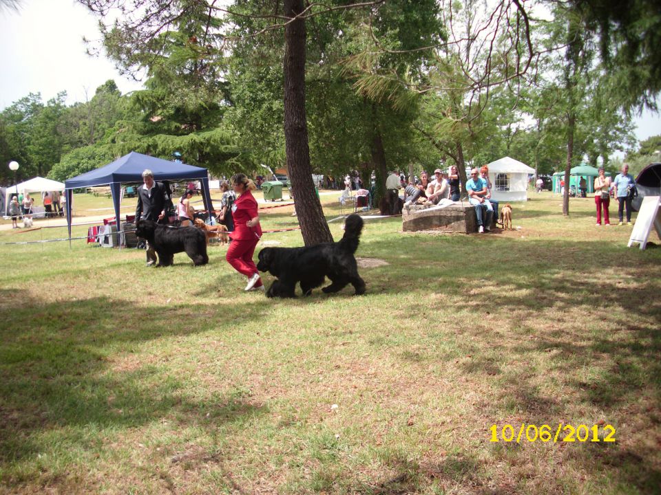 CACIB Umag, 10.06.2012 - foto povečava