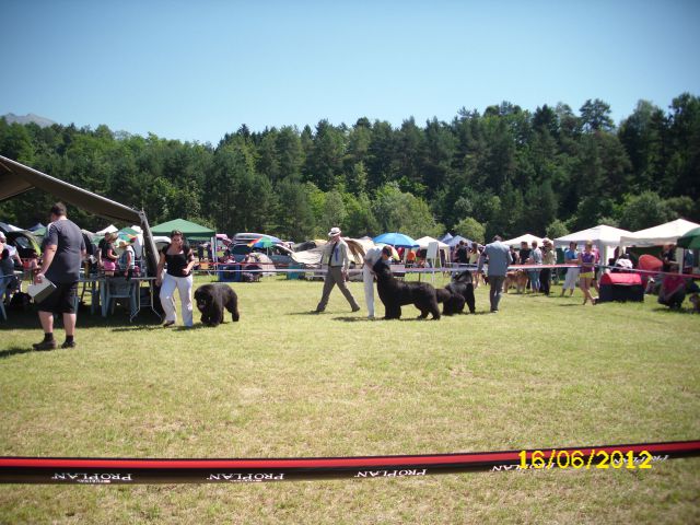 CACIB Bled, 16.06.2012 - foto