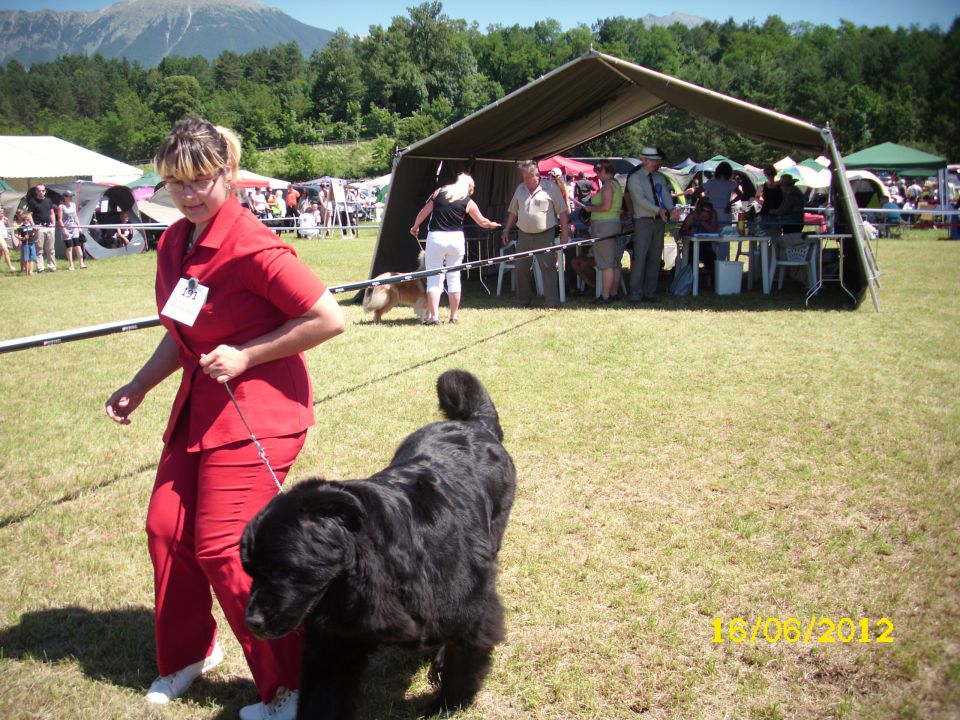 CACIB Bled, 16.06.2012 - foto povečava