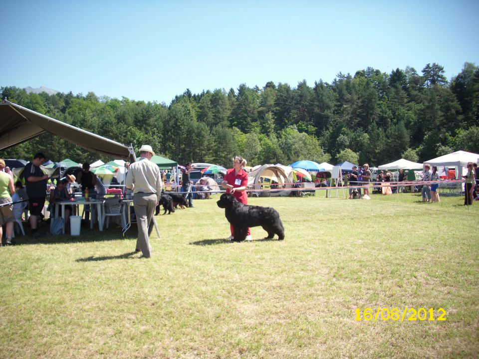 CACIB Bled, 16.06.2012 - foto povečava