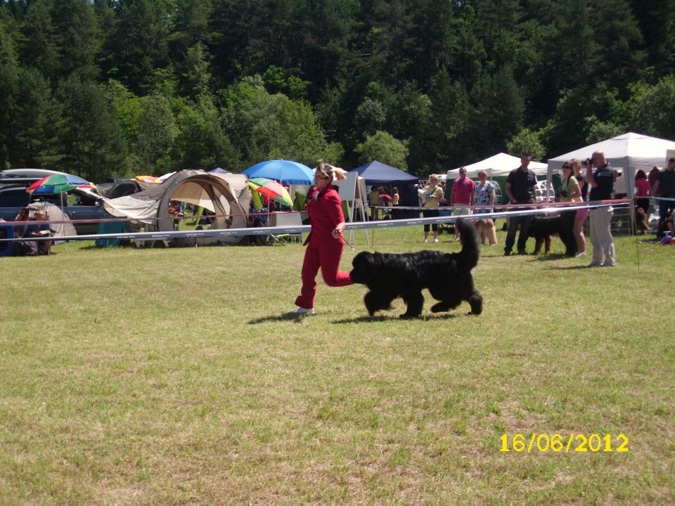 CACIB Bled, 16.06.2012 - foto povečava