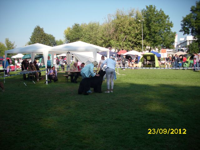 CACIB POHORJE, 23.09.2012 - foto