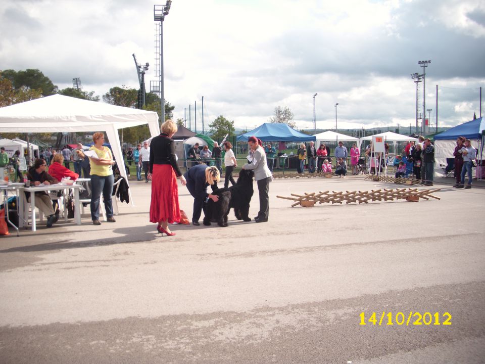 CACIB KOPER II, 14.10.2012 - foto povečava