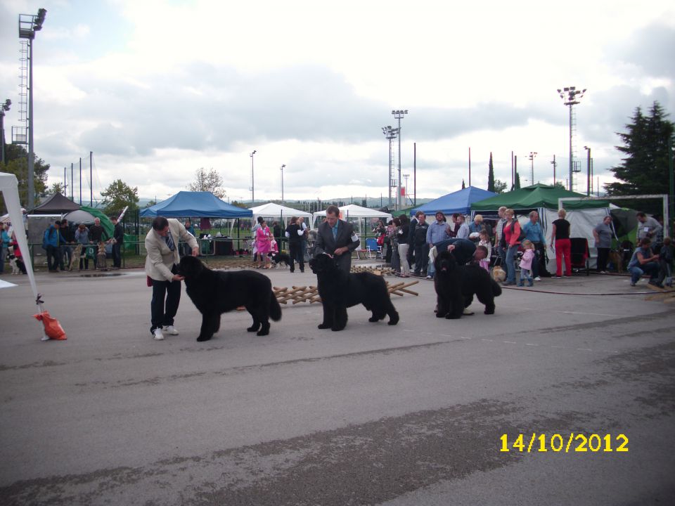 CACIB KOPER II, 14.10.2012 - foto povečava