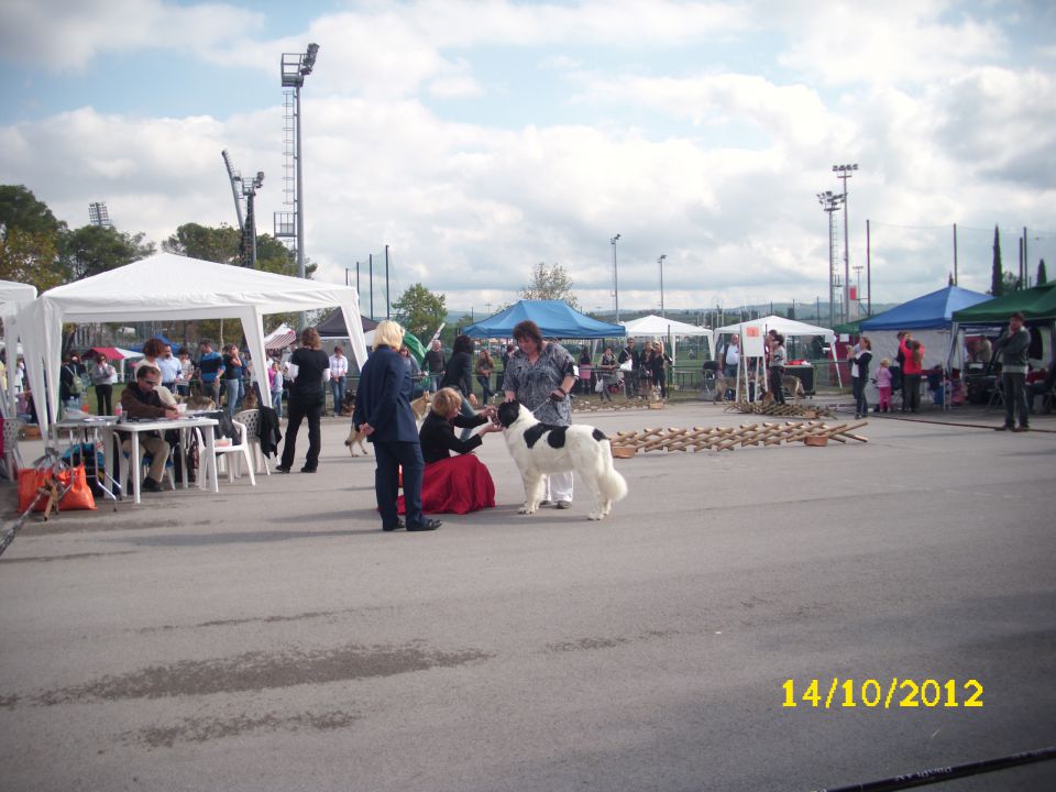 CACIB KOPER II, 14.10.2012 - foto povečava