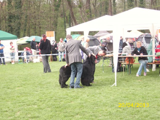 CACIB Maribor, 20.04.2013 - foto