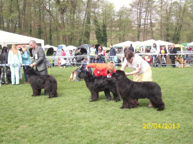 CACIB Maribor, 20.04.2013 - foto