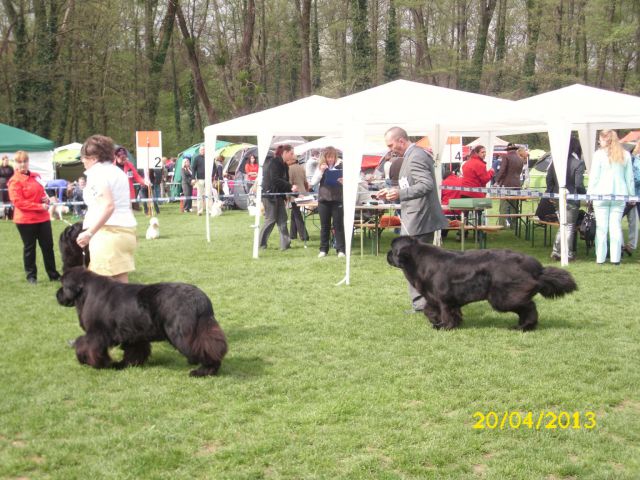 CACIB Maribor, 20.04.2013 - foto