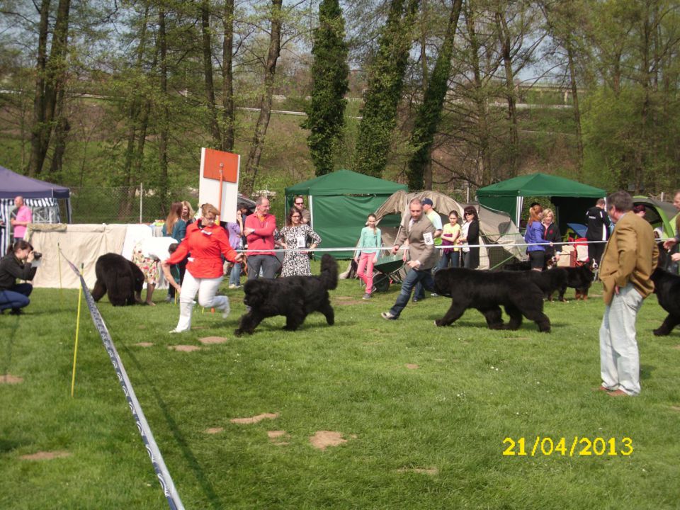 CACIB Pohorje, 21.04.2013 - foto povečava