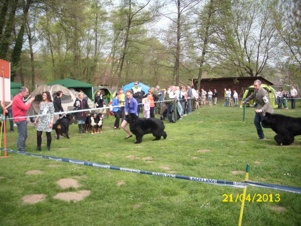 CACIB Pohorje, 21.04.2013 - foto povečava