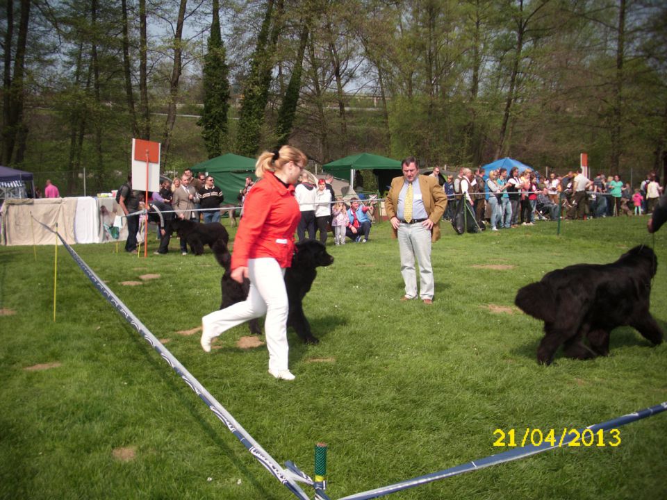 CACIB Pohorje, 21.04.2013 - foto povečava