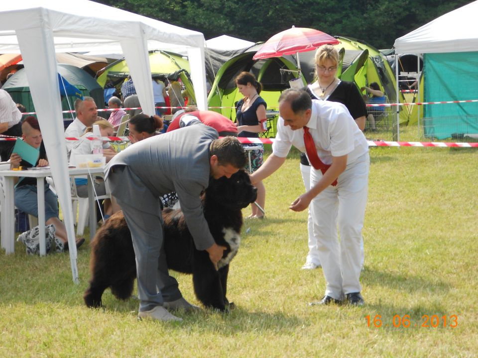 CACIB Bled, 16.06.2013 - foto povečava