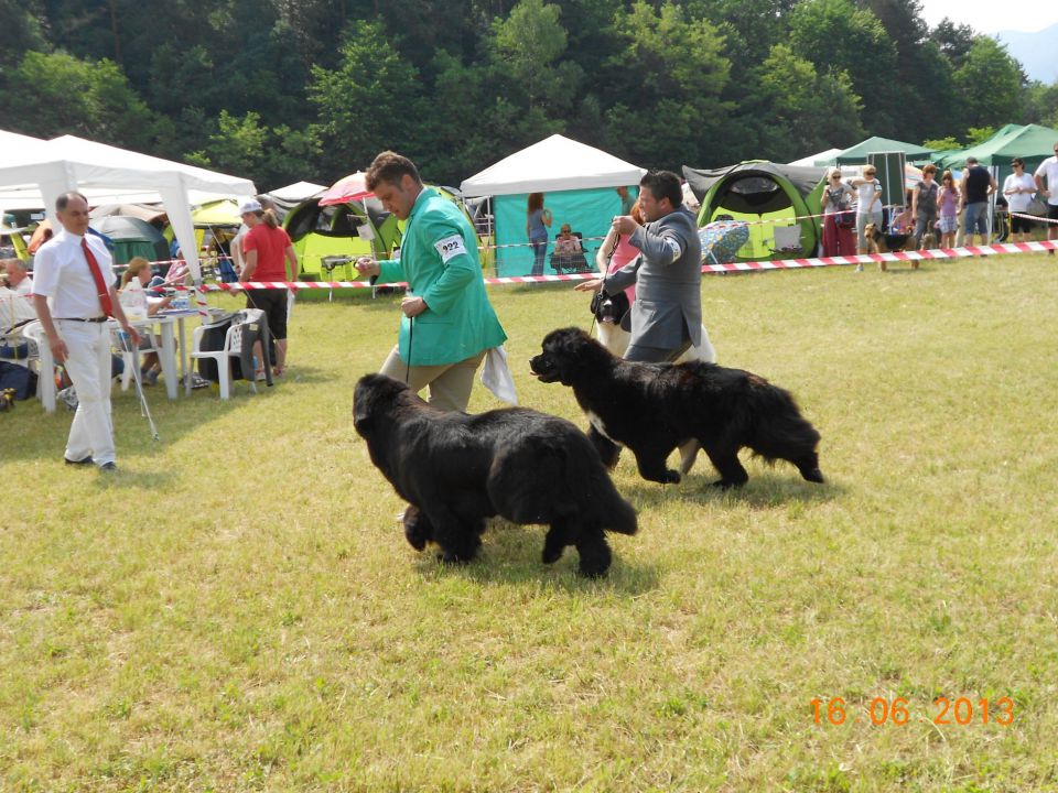 CACIB Bled, 16.06.2013 - foto povečava