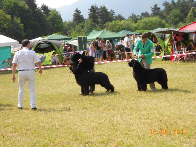 CACIB Bled, 16.06.2013 - foto