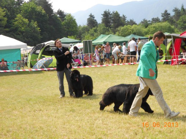 CACIB Bled, 16.06.2013 - foto