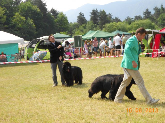 CACIB Bled, 16.06.2013 - foto