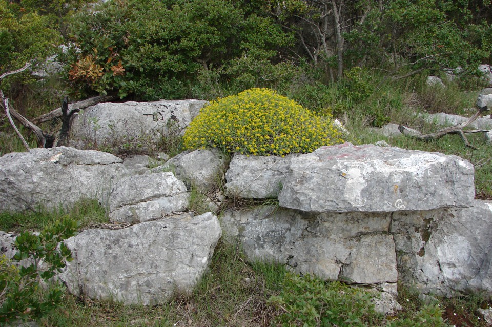 Narava umetnik