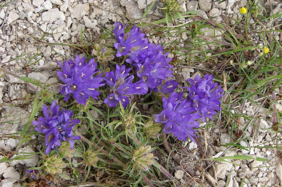 Pelješac 23-27.4.2009 - foto povečava